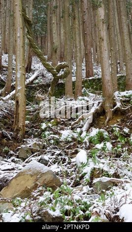 Forêt de cèdre japonais Cryptomeria japonica. Parc national Joshinetsu Kogen. Région de Chubu. Japon. Banque D'Images