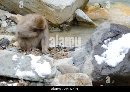 Jeune macaque japonais Macaca fuscata. Parc des singes Jigokudani. Yamanouchi. Préfecture de Nagano. Parc national Joshinetsu Kogen. Japon. Banque D'Images