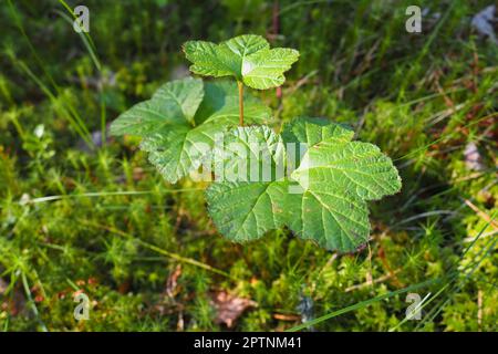 CLOUDBERRY Rubus chamaemorus est une espèce de plantes herbacées vivaces du genre Rubus de la famille des Rosaceae. Feuilles vertes dans le marais. Cloudbe Banque D'Images