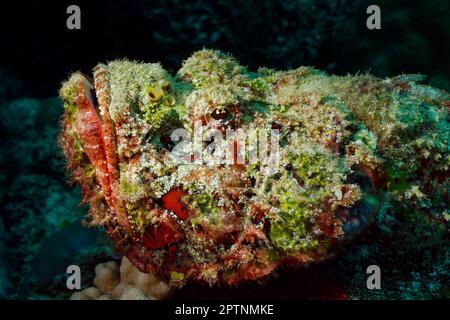 Faux corégone (scorpionfish du diable) - Scorpaenopsis diabolus Banque D'Images