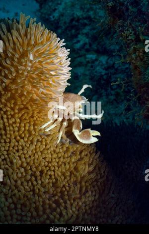 Crabe en porcelaine - Neopetrolisthes macule Banque D'Images