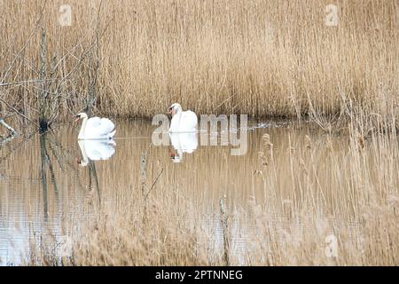 paire de cygnes dans le parc naturel de darss. temps d'accouplement des oiseaux. cygnes muets avec plumage blanc. photo d'animaux dans la nature Banque D'Images