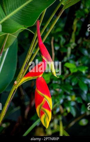 Fleur d'Heliconia, quartier résidentiel de Sierramas, Kuala Lumpur, Malaisie. Heliconia est un genre de plantes à fleurs de la famille monotypique des Heliconiaceae. Banque D'Images