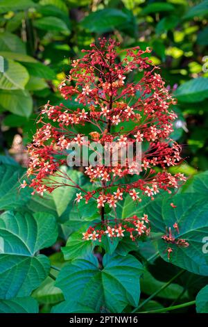 Fleurs de Pagode (Clerodendrum paniculatum) zone résidentielle de Sierramas, Kuala Lumpur, Malaisie. Banque D'Images