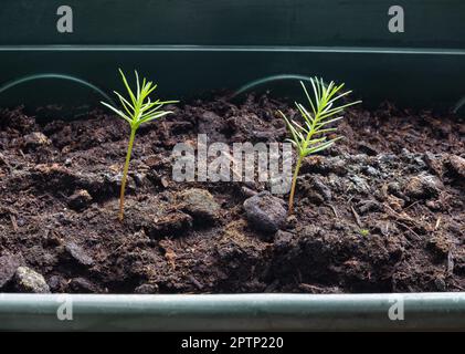 Gros plan de jeunes plants de séquoias, qui poussent des séquoias géants de la graine à la maison Banque D'Images