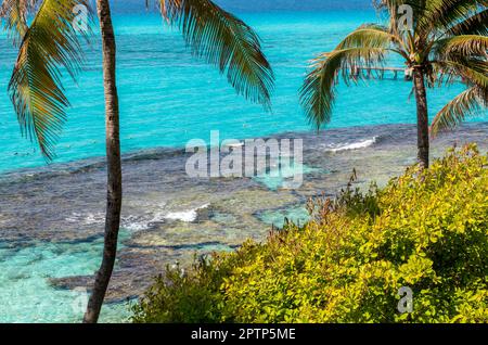 Palmiers du parc naturel de Garrafon, Isla Mujeres, côte des Caraïbes, Cancun, Quintana Roo, Mexique Banque D'Images