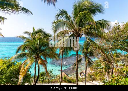 Palmiers du parc naturel de Garrafon, Isla Mujeres, côte des Caraïbes, Cancun, Quintana Roo, Mexique Banque D'Images