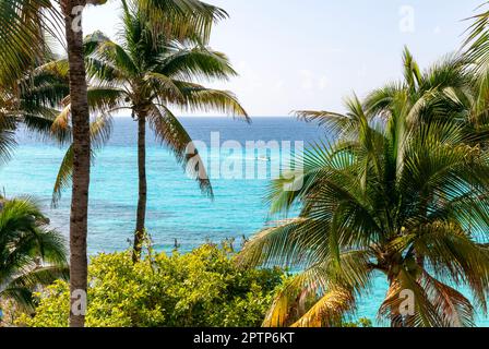 Palmiers du parc naturel de Garrafon, Isla Mujeres, côte des Caraïbes, Cancun, Quintana Roo, Mexique Banque D'Images