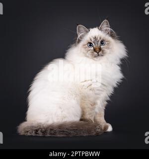 Super mignon tabby point doux Sacred Birman chat chaton, assis côté voies. Regarder vers un appareil photo avec un visage adorable et des yeux bleus fascinants. Isolat Banque D'Images