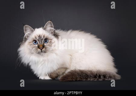 Super mignon tabby point doux Sacred Birman chat chaton, en posant les côtés. Regarder vers un appareil photo avec un visage adorable et des yeux bleus fascinants. Est Banque D'Images