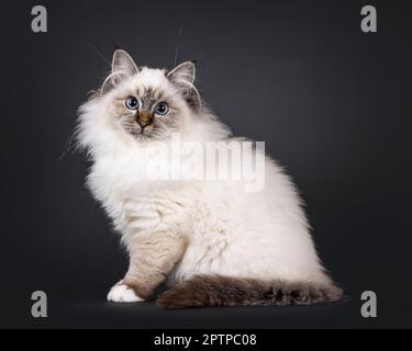 Super mignon tabby point doux Sacred Birman chat chaton, assis côté voies. Regarder vers un appareil photo avec un visage adorable et des yeux bleus fascinants. Isolat Banque D'Images