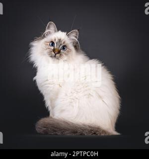 Super mignon tabby point doux Sacred Birman chat chaton, assis côté voies. Regarder vers un appareil photo avec un visage adorable et des yeux bleus fascinants. Isolat Banque D'Images