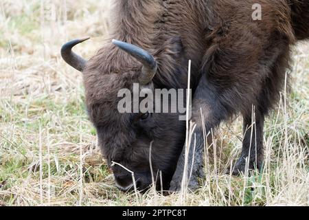 Un gros plan de bisons européens qui mangent le petit déjeuner dans un parc national Banque D'Images