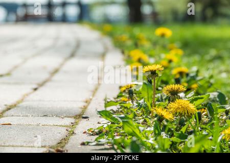 Fleurs de pissenlit sur le bord de la route. Scène de printemps. Mise au point sélective Banque D'Images