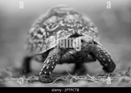 Tortue à léopard unique traversant l'herbe vers la caméra Banque D'Images