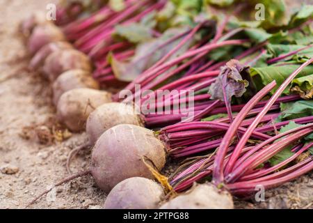 Lot de betteraves fraîchement cuechées sur le sol à proximité. Disposez la betterave mûre en rangée. Culture de plantes, grande récolte saisonnière. Culture de légumes et jardini Banque D'Images