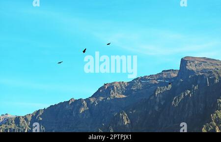 Troupeau de condors andins survolant le canyon de Colca dans l'Altiplano péruvien, région d'Arequipa, Pérou, Amérique du Sud Banque D'Images