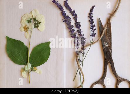 Livre ouvert avec de belles fleurs séchées, ficelle et vieux ciseaux, plat Banque D'Images