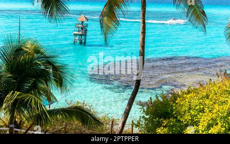 Palmiers du parc naturel de Garrafon, Isla Mujeres, côte des Caraïbes, Cancun, Quintana Roo, Mexique Banque D'Images