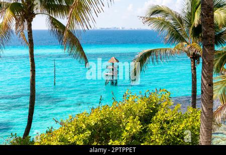 Palmiers du parc naturel de Garrafon, Isla Mujeres, côte des Caraïbes, Cancun, Quintana Roo, Mexique Banque D'Images