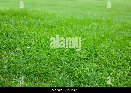 Belle pelouse verte fraîchement coupée dans le parc Banque D'Images