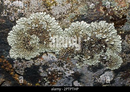 Xanthoparmelia mougeotii est un lichen foliaire que l'on trouve sur des roches siliceuses bien éclairées. Il a une distribution globale dans les zones tempérées et les hautes terres. Banque D'Images