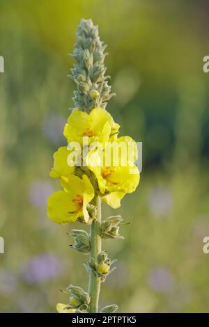 Verbascum thapsus — mulléine commune gros plan des fleurs. arrière-plan isolé, photo. Banque D'Images