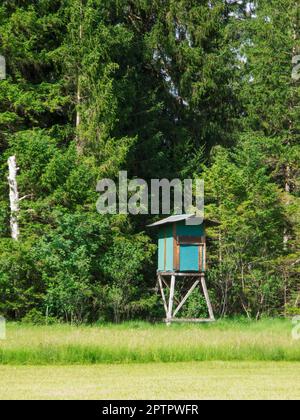 Haut peuplement au bord d'un pâturage entre conifères dans l'Allgäu au soleil. Banque D'Images