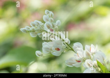 Un bouquet de fleurs blanches est un bouquet de lierre. Banque D'Images