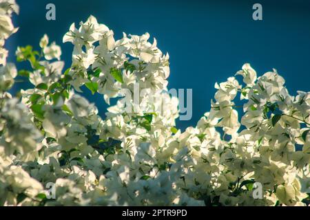 Bougainvilliers glabra Choisy floraison de couleur blanche selon les feuilles et les branches Banque D'Images