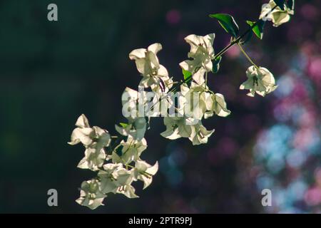 Bougainvilliers glabra Choisy floraison de couleur blanche selon les feuilles et les branches Banque D'Images