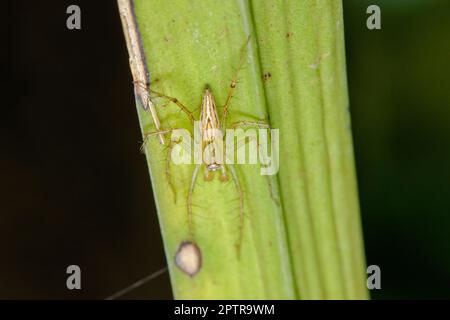 Oxyopes javanus Throll sur les feuilles peut sauter pour attraper la proie. Banque D'Images