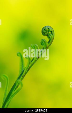 Feuilles de Fern roulées dans la nature. Banque D'Images