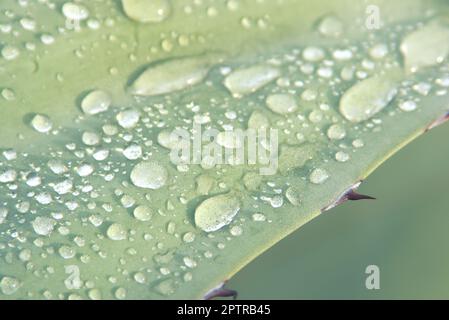 Des gouttelettes d'eau sur une plante du siècle (Agave americana) se déposent après la pluie. Gros plan sur la macro de détail. Banque D'Images