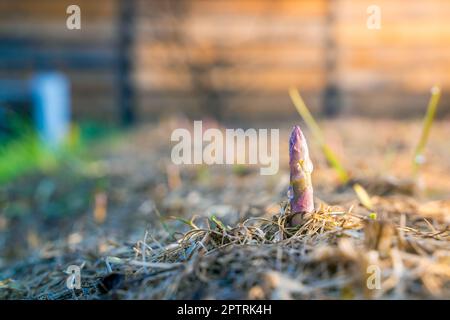 Jeunes asperges dans les gouttes de rosée dans le jardin potager en gros plan. Les premières pousses roses d'asperges poussent dans le potager. Les premières plantes poussent Banque D'Images