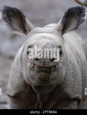 Un plus grand veau de rhinocéros à cornes au zoo de Chester, CHESTER, ANGLETERRE, Royaume-Uni. MEDIA DRUM WORLD+44 (0) 333 321 1546 www.mediadrumworld.com picturedesk@mediadrumw Banque D'Images