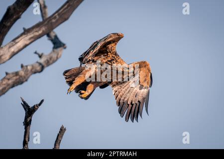 L'aigle de Tawny se défait de la branche morte Banque D'Images