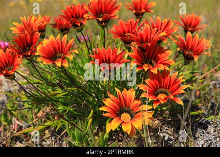 Gros plan sur Orange Gazania Linearis fleurs Banque D'Images