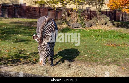 Une photo d'un zèbre de Grevy mangeant du foin au zoo d'Ostrava. Banque D'Images