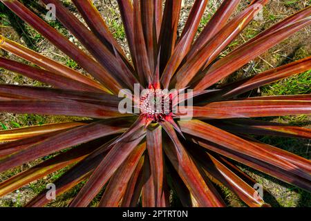 Ananas (Ananas comosus), verger de Sandakan, Sabah, Bornéo, Malaisie orientale. Banque D'Images