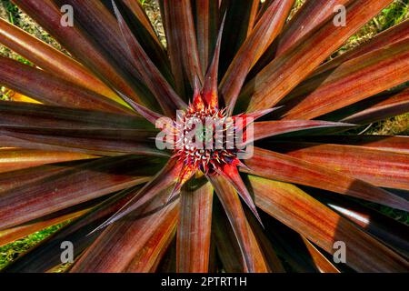 Ananas (Ananas comosus), verger de Sandakan, Sabah, Bornéo, Malaisie orientale. Banque D'Images