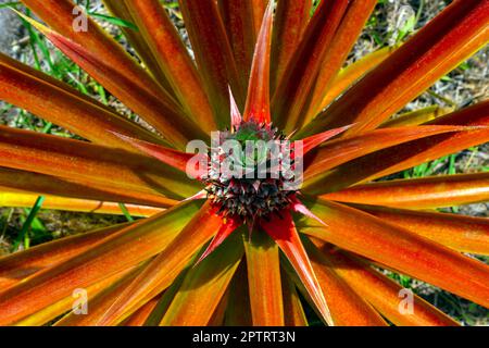 Ananas (Ananas comosus), verger de Sandakan, Sabah, Bornéo, Malaisie orientale. Banque D'Images