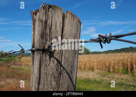 Fil barbelé, double fil, ruban métallique avec pointes coupantes pour les barrières. Fil barbelé rouillé contre le ciel bleu. Le concept de guerre, la restriction des droits Banque D'Images