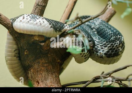 Naja siamensis est sur la branche. Est un cobra qui peut vaporiser le poison qui peut vaporiser le poison loin Banque D'Images