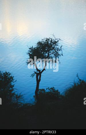 Un arbre à épines isolé silhouetté contre les reflets du ciel crépuscule sur le lac Potrero de los Funes, à San Luis, en Argentine. Banque D'Images