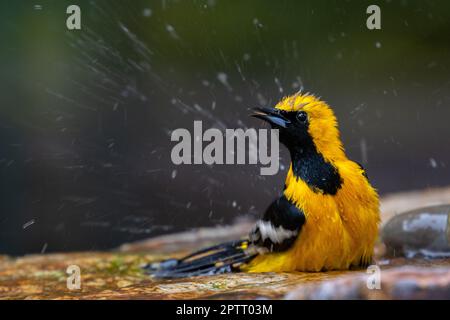 Un homme à capuchon (Icterus cucullatus) baigne dans un petit étang d'eau. Photographié à Santa Barbara, alifornia. Banque D'Images