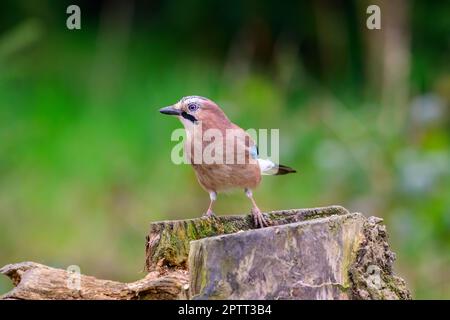 Jay eurasien, Garrulus glandarius, perché sur une souche d'arbre, ressort, vue frontale, regardant à gauche Banque D'Images