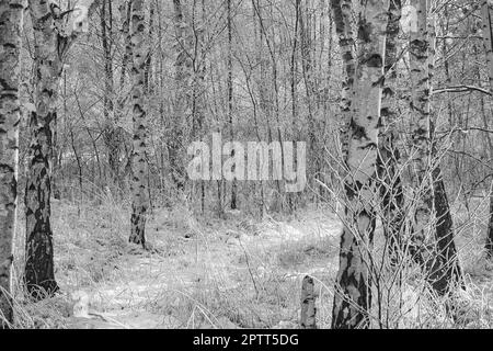 Forêt de bouleau enneigé à la périphérie de Berlin.Le gel forme des cristaux de glace sur les branches.De l'air clair et froid et des rayons du soleil lors de la marche. Banque D'Images