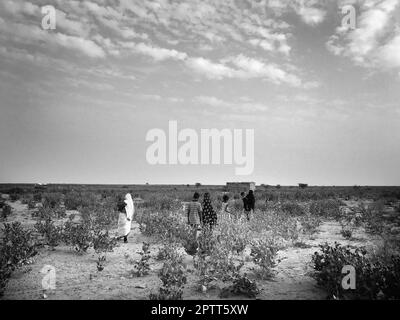 Mauritanie, autour de Chinguetti, village nomade Banque D'Images