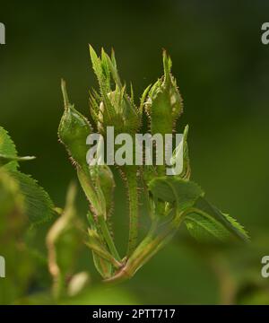 Boutons roses sur une vigne sur le point d'ouvrir, gros plan de pousse de roses provenant d'un rosier sauvage dans un jardin. Fleurs saisonnières symbolisant le romantisme, l'amour et bea Banque D'Images